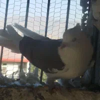 پشت دار سبز رنگی|پرنده|بومهن, |دیوار