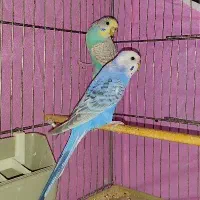 مرغ عشق مولد با قفس