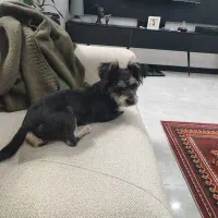 سگ گمشده واگذاری رایگان