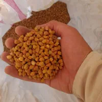 نخود قرمز