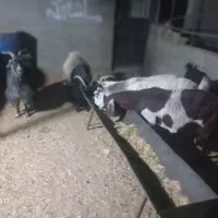 بزسانن‌. ‌بز‌پاکستانی‌.دورگ‌فروشی|حیوانات مزرعه|قائن, |دیوار