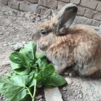 خرگوش لوپ