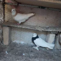 یک جفت کفتر  طوقی  با یک عدد نر تک