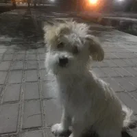 واگذاری رایگان پودل مالتیز