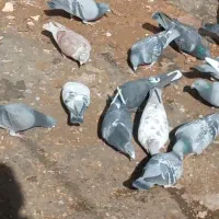 ۲۰ عدد کفتر جوجه بون خودوم