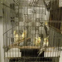 عروس هلندی بالغ