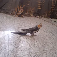 عروس هلندی ما گم شده