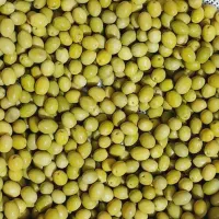 فروش انواع زیتون، با هسته و بدون هسته