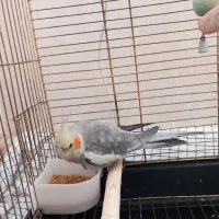 عروس هلندی کاملا دستی سخنگو|پرنده|ابهر, |دیوار