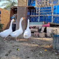 قوقازاوکراینی|حیوانات مزرعه|آبادان, |دیوار