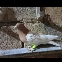 ۴ تا رنگی|پرنده|جهرم, |دیوار