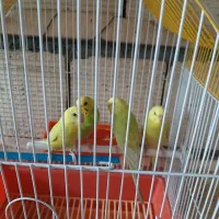 فنچ و مرغ عشق|پرنده|نجف‌آباد, یزدانشهر|دیوار