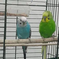 مرغ عشق|پرنده|پاوه, |دیوار