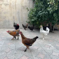 مرغ و خروس نژادی