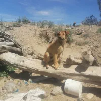 توله گله ای بافت