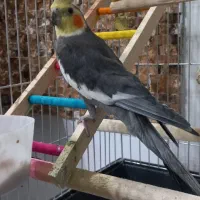 حیوان خانگی