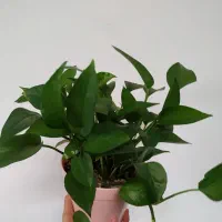 گیاه طبیعی|گل و گیاه طبیعی|بهبهان, |دیوار