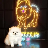 پامرانین اصیل دوماهه با شناسنامه بهداشتی