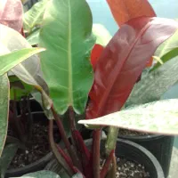 گل طبیعی فیلو ردسان، سطل ۴|گل و گیاه طبیعی|بابل, |دیوار