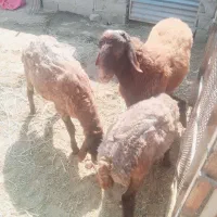 ستا بره همو  فنوتیپ عالی