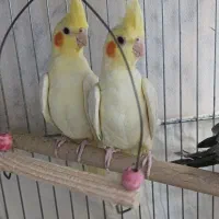 عروس هلندی /بالغ /جوجه/سخنگو/مولد باجوجه