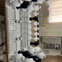 ساخت دکور طلا مانکن ویترین طلافروشی استند طلا