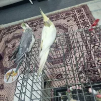 ازنا|پرنده|ازنا, |دیوار