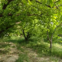 باغ-440متر-چهار-دیواری-تهران-شهریار-قجرآباد