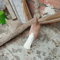 کبوتر|پرنده|شیروان (خراسان), |دیوار