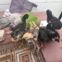 جوجه گلین و لاری