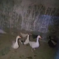 سه عدد غاز ماده بزرگ بالغ