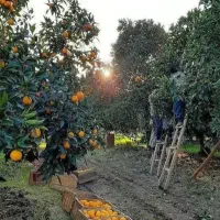 پرتغال چین هستیم در خدمت باغداران محترم