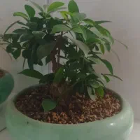 گیاه بنسای|گل و گیاه طبیعی|مشهد, شهرک امام هادی (شهرک غرب)|دیوار