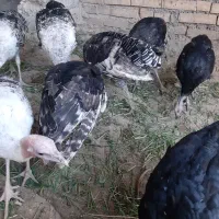 بوقلمون|حیوانات مزرعه|اندیمشک, |دیوار
