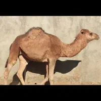 شتر چاق پرواری