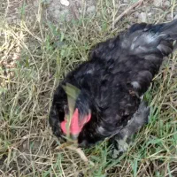 چند عدد خروس پاپری|حیوانات مزرعه|رشت, لاکان شهر|دیوار