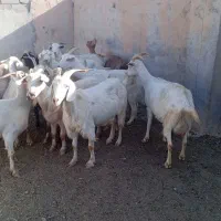 تعداد 29راس بز آبستن|حیوانات مزرعه|مهریز, |دیوار