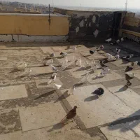 حیوانات خانگی