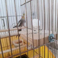 عروس هلندی سینامون