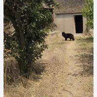 سگ ژرمن بلک ماده|سگ|بهشهر, |دیوار