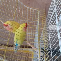 عروس هلندی ،طوطی برزیلی، فنچ ،مرغ عشق ،گیرینچیک