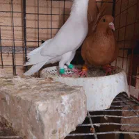 بزک سینه سفید سوسکی سار