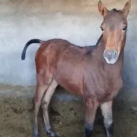 کره اسب