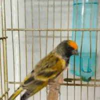 دو عدد گلبسر قرص بخون جفتی قناری|پرنده|کرج, شهرک بنفشه|دیوار