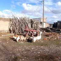 سه غاز ۹مرغ ویک خروس دو بره ماده