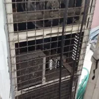 بستنی ساز|کافیشاپ و رستوران|زاینده رود, |دیوار