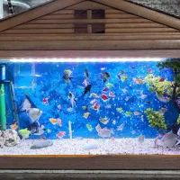 فروش یک جا ماهی گیاه خوار زیر قیمت