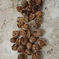 گردوی فروشی|عمده‌فروشی|آذرشهر, |دیوار