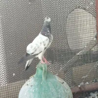 چند عددکبوتردرجه یک پاکستانی پرس سنگین|پرنده|تهران, ترمینال جنوب|دیوار