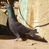 کبوتر نر سیاه گلدم پر 13 دم